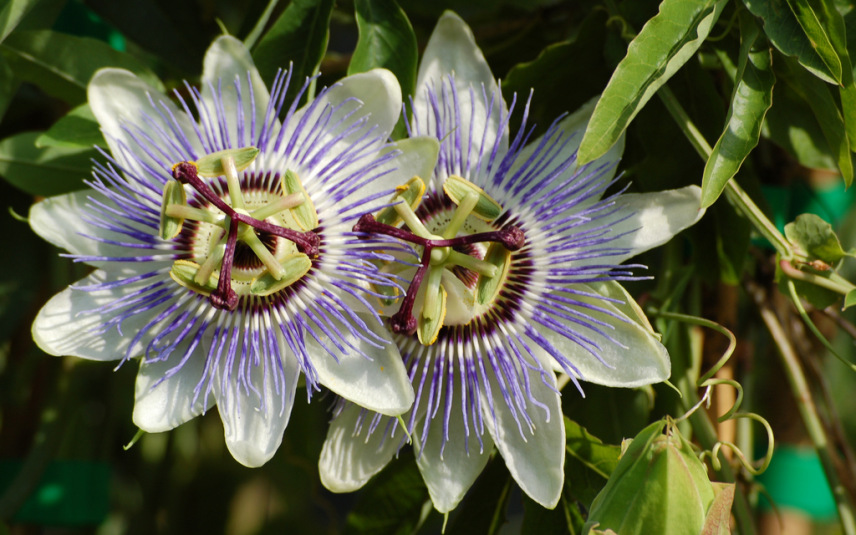 Passiflore La Plante De La Nervosite De L Anxiete Et Des Troubles Du Sommeil Pharmacie Des Drakkars